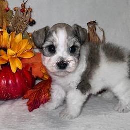 Miniature Schnauzer Puppies from My Schnauzer Pal 2