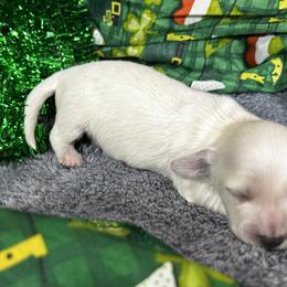 Yeti - Cream male Dachshund puppy in Sheridan, Arkansas from Farmhouse Dachshunds