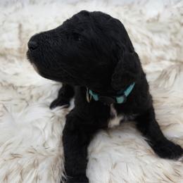 Truffle - Black male Poodle puppy in Otto, North Carolina from Wild Suns Farm