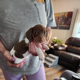 Lightning - Piebald female Dachshund puppy in Sacramento, California from Cathy's Dachshunds