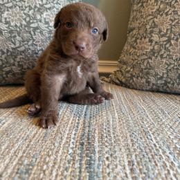 Luna - Brown female Chesapeake Bay Retriever puppy in Ulen, Minnesota from North Wind Gundogs