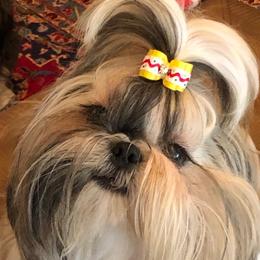 Stevie - Shih Tzu