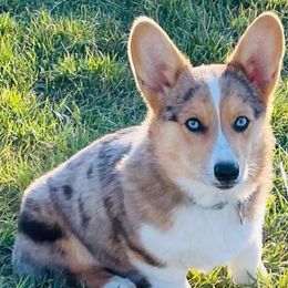 American Corgis, Companion Crosses, Miniature Australian Shepherds, and Pembroke Welsh Corgis from FreckledCowgirlCorgis