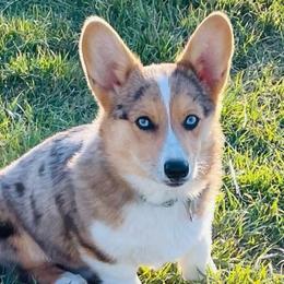 American Corgis, Companion Crosses, Miniature Australian Shepherds, and Pembroke Welsh Corgis from FreckledCowgirlCorgis