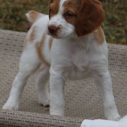 Brittany Puppies from Rabeau’s Genuine Brittany‘s