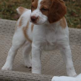 Brittany Puppies from Rabeau’s Genuine Brittany‘s