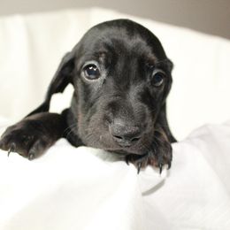 Dachshund Puppies from Mulberry Dachshunds