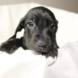 Dachshund Puppies from Mulberry Dachshunds