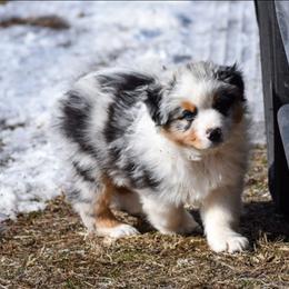 Jasper - Blue merle male Australian Shepherd puppy in Appomattox, Virginia from Danell Australian Shepherd