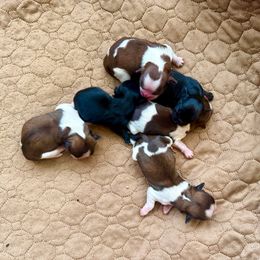 Eleven - Black female Shih Tzu puppy in Stroud, Oklahoma from Laik’s Little Shihtz & Poms