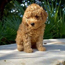 Poodle Puppies from Perfect Paw Kennel