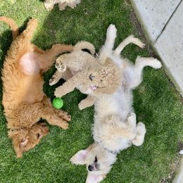 Goldendoodle Puppies from Cute as a Doodle