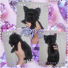 Zoe(TINY) - Black and tan female Yorkshire Terrier puppy in Wartburg, Tennessee from Amanda's Precious Pups
