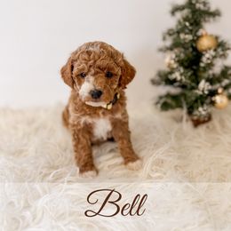 Belle - Red  female Goldendoodle puppy in Melba, Idaho from KZ Doodles