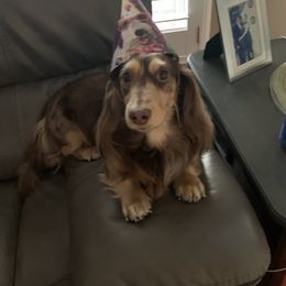 Teddybear - Dachshund