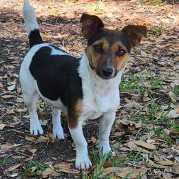 Rio - Russell Terrier