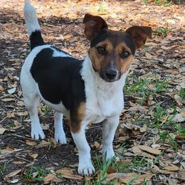 Rio - Russell Terrier