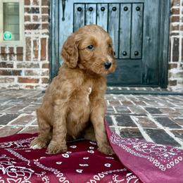 Maroon (Archie) - Red  male Goldendoodle puppy in Celina, Texas from Kennedy Doodles