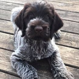 Wirehaired Pointing Griffons from Bristle Creek Wirehaired Pointing Griffons