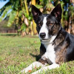 Border Collies from Coalcyn Kennels