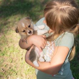 FEYRE - GIRL - Red female Pembroke Welsh Corgi puppy in Keene, Texas from Texas Fluff Butts and Friends