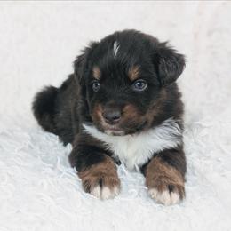 Boy 3 - Red tri-color male Australian Shepherd puppy in Yakima, Washington from Naches Heights Ranch
