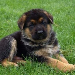 German Shepherd Puppies from Zwinger vom Roten Wald