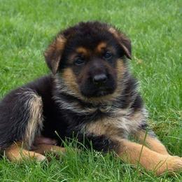 German Shepherd Puppies from Zwinger vom Roten Wald
