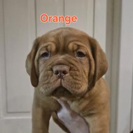 Orange boy - Red male Dogue de Bordeaux puppy in Michigan from Boondocks Bordeaux