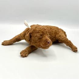 Daiquiri - Apricot female Goldendoodle puppy in Mount Pleasant, Tennessee from Doodle My Heart