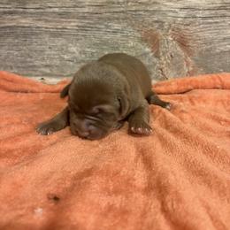 Chocolate Male pup - Chocolate male Labrador Retriever puppy in Freeport, Illinois from Rock Hollow Retrievers
