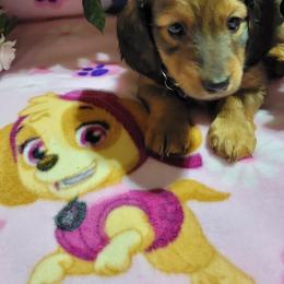 Dachshund Puppies from CLARK'S BREEDING PROGRAM