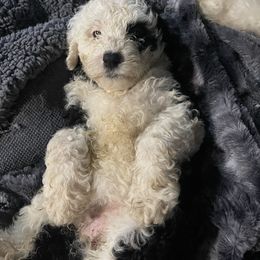 Luna - Black and white female Bernedoodle puppy in Atlanta, Georgia from RockaDoodles