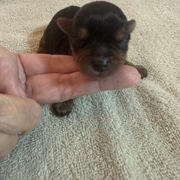 Scarlett Rose - Black and tan female Yorkshire Terrier puppy in Cameron, Oklahoma from Jane’s Yorkies