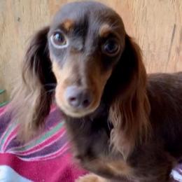 Sienna - Dachshund