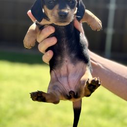 Dachshund Puppies from Doxi Delights