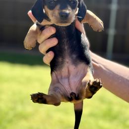 Dachshund Puppies from Doxi Delights