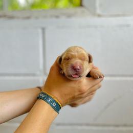 Cheddar - Dark golden female Golden Retriever puppy in Magnolia, Mississippi from Magnolia Farm