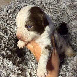 Red Merle - Red merle female Miniature Australian Shepherd puppy in Helmville, Montana from CKO Country Road Aussies