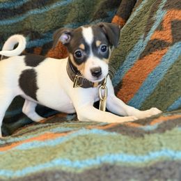 Chalupa - Black white and tan female Xoloitzcuintli puppy in Victorville, California from Elegancia Vintage Xoloitzcuintle