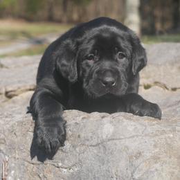 Nova - Black Labrador Retriever puppy in Buffalo Valley, Tennessee from Buffalo Valley Breeders
