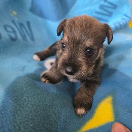 Boy 2 - Salt and pepper male Miniature Schnauzer puppy in Titusville, Florida from Alysha's Grandbabies