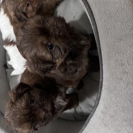 Shih Tzu Puppies from Whispering Winds Charmed Hollow