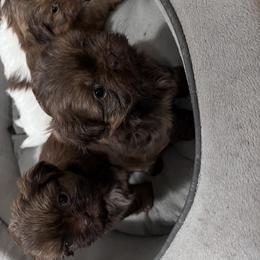 Shih Tzu Puppies from Whispering Winds Charmed Hollow