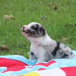 Boy 1 - Blue merle male Border Collie puppy in Tiskilwa, Illinois from First Harmony Farms