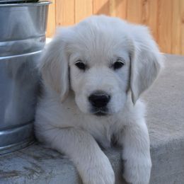Golden Retrievers from Wide Hollow Retrievers
