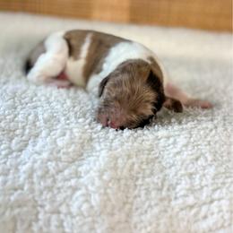 Klaus - Merle male Goldendoodle puppy in Warsaw, Ohio from Lovabledoodles
