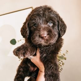 Labradoodle, Poodle, and Sheepadoodle Puppies from E-I Farms