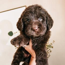 Labradoodle, Poodle, and Sheepadoodle Puppies from E-I Farms