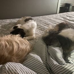 Shih Tzu puppies from Little Friends Kennel